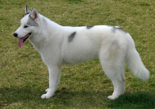 Качена снимка