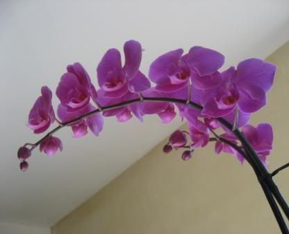Orchide.jpg
