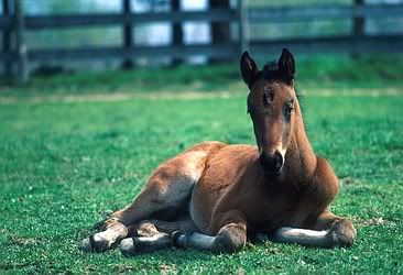 Baby Horse Pictures on Baby Horse Graphics Code   Baby Horse Comments   Pictures