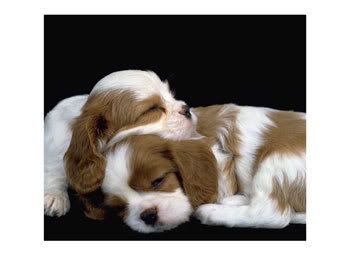awwww Pictures, Images and Photos