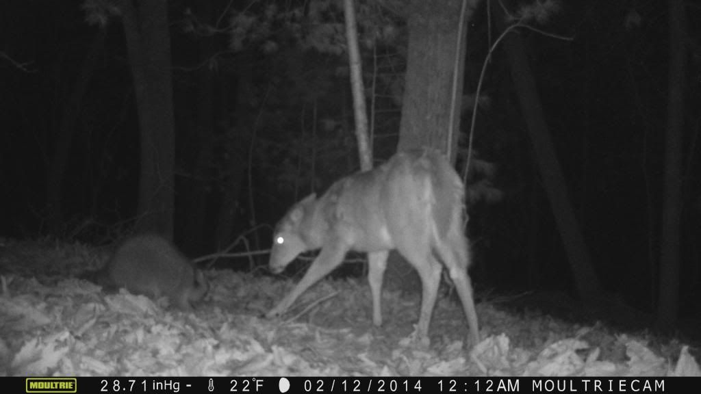 Deer vs. Raccoon - Funny Game Cam Picture Sequence