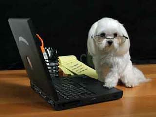 dog-blog-computer-1.jpg