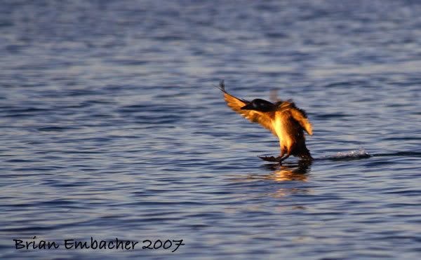 IMAGE: http://i220.photobucket.com/albums/dd301/duckspaz/1016077.jpg