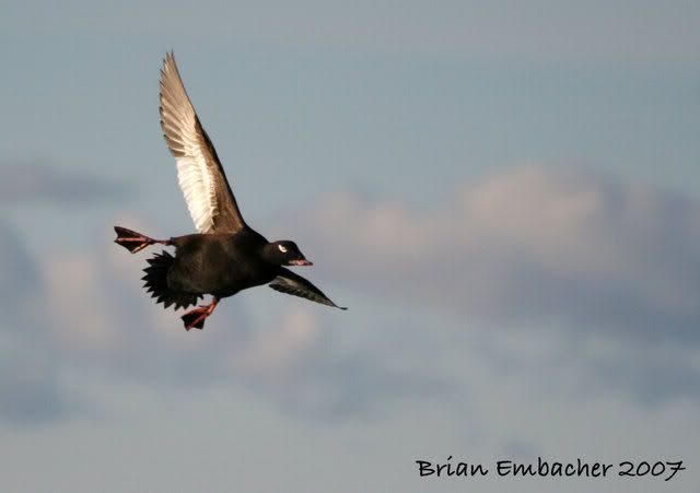 IMAGE: http://i220.photobucket.com/albums/dd301/duckspaz/IMG_3885.jpg