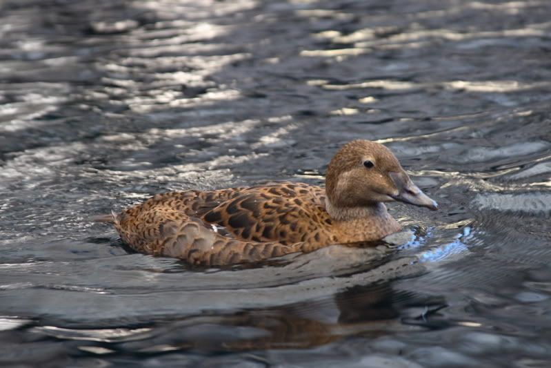 IMAGE: http://i220.photobucket.com/albums/dd301/duckspaz/kinghen.jpg