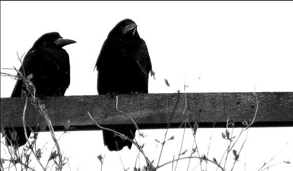 crows Pictures, Images and Photos