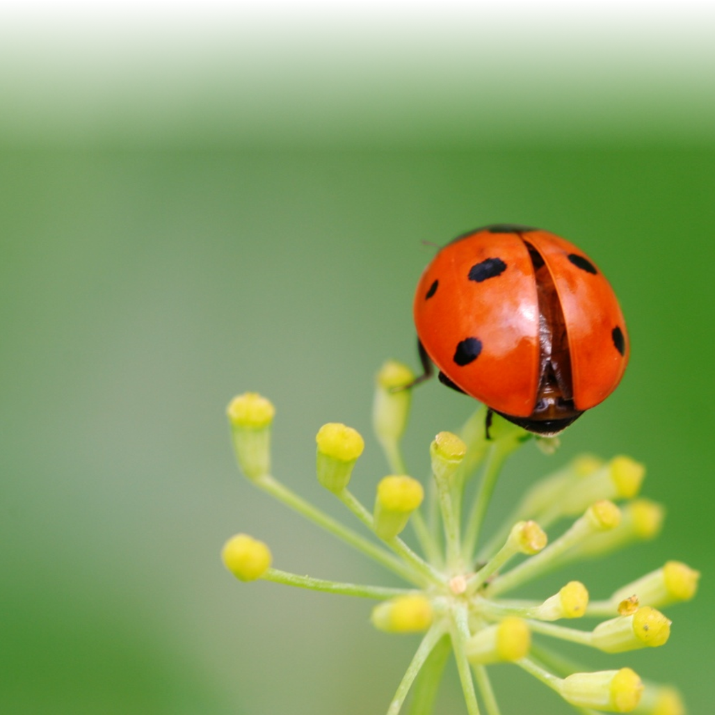 Coccinelle Pictures, Images and Photos
