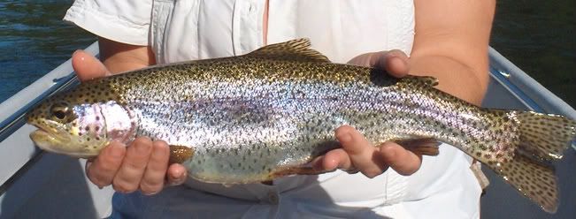 fat highwater rainbow