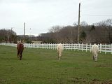 2005_0403Test0003.jpg Spring grazing image by dillonmd