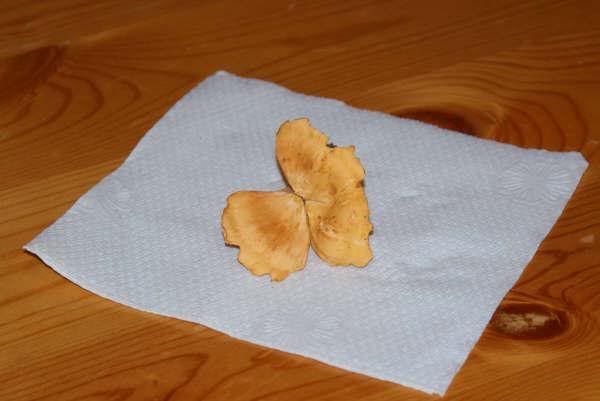 chanterelles? - Homesteading Questions