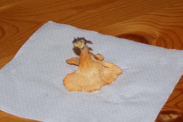 chanterelles? - Homesteading Questions