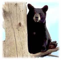 Black bear Pictures, Images and Photos
