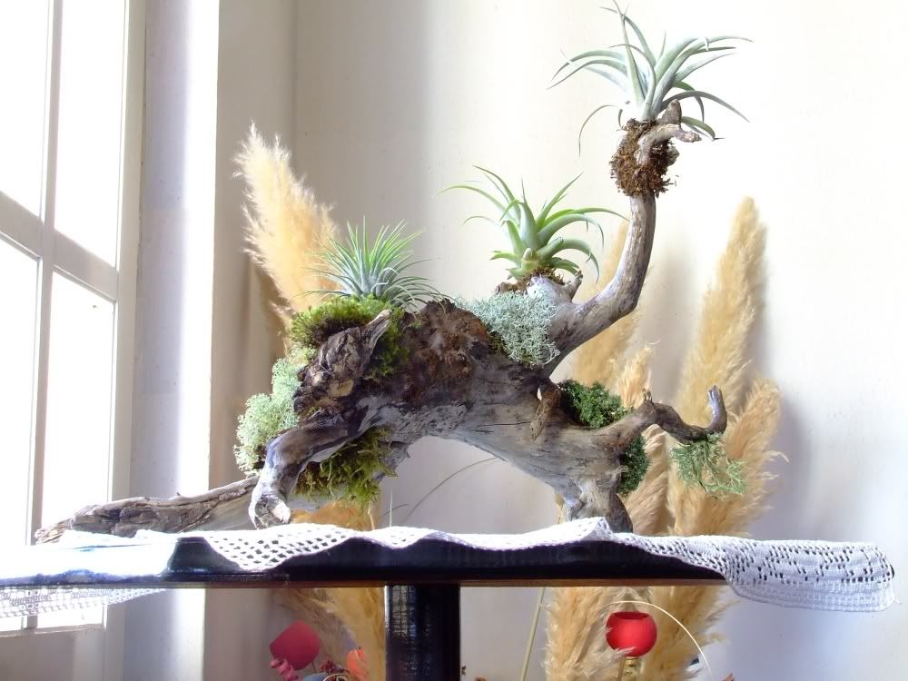 Bromeliacee14.jpg