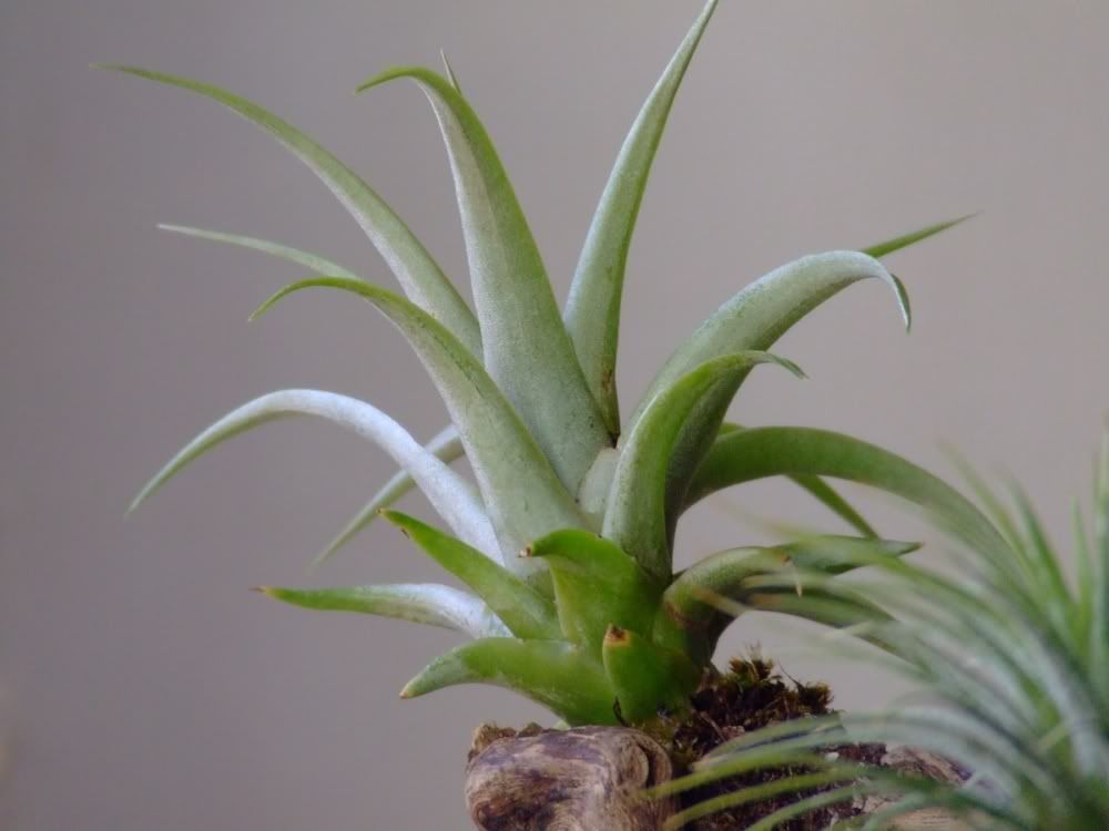 Bromeliacee9.jpg