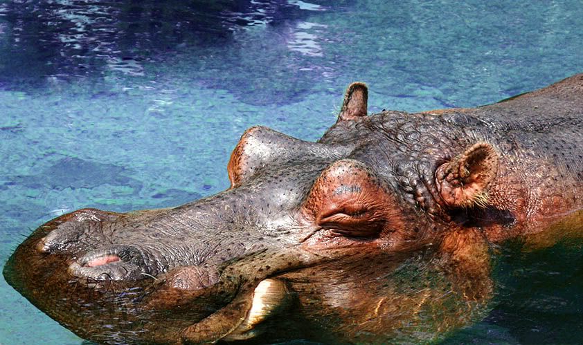 IMAGE: http://i220.photobucket.com/albums/dd39/edacsac/hippo.jpg
