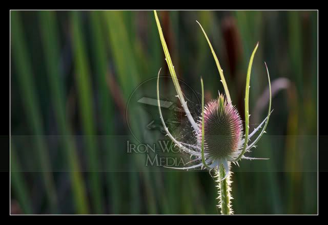 IMAGE: http://i220.photobucket.com/albums/dd39/edacsac/macro40.jpg