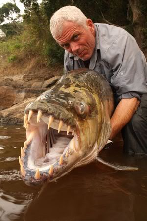 goliath tiger fish river monsters. Goliath Tigerfish