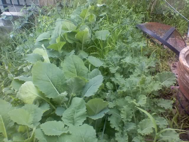 collards