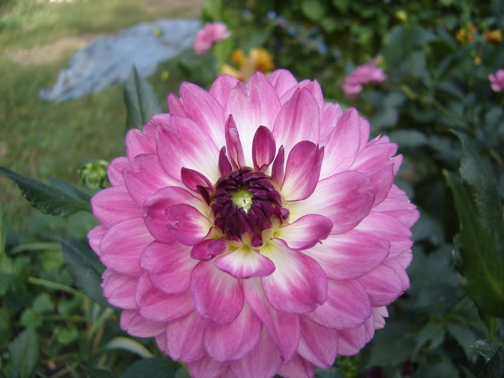 Photo Sharing and Video Hosting at Photobucket