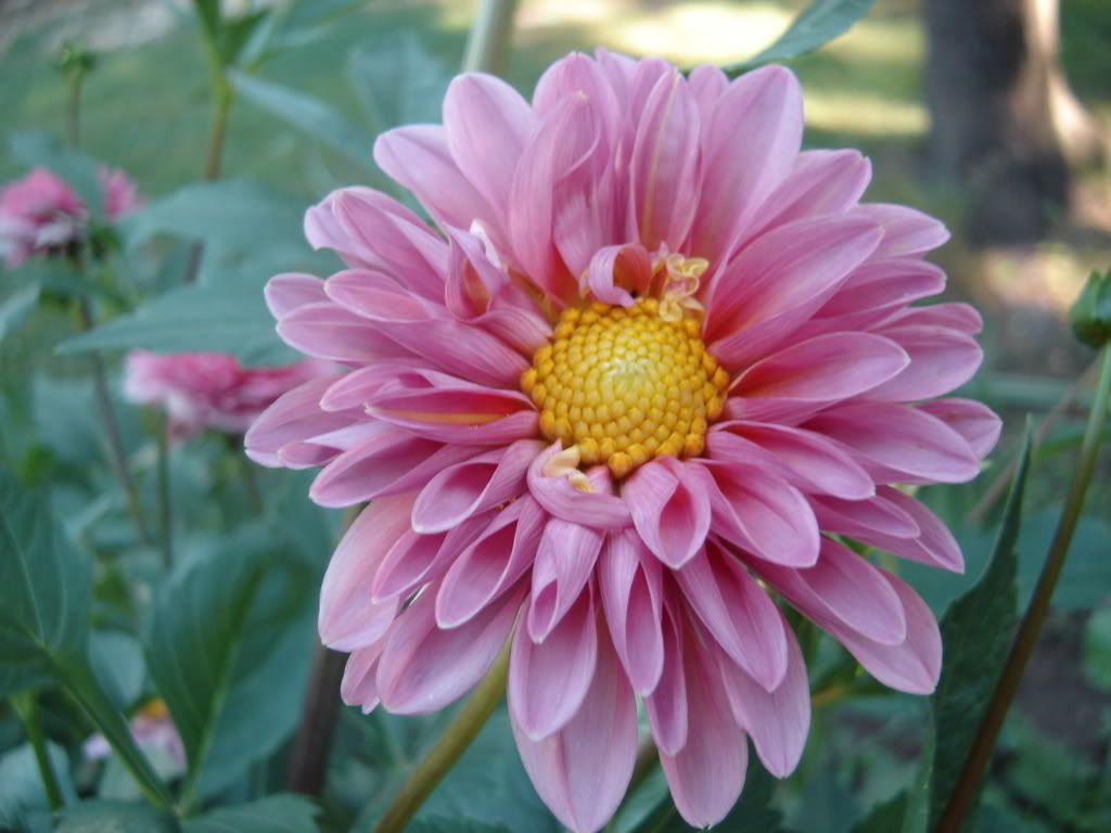 Photo Sharing and Video Hosting at Photobucket