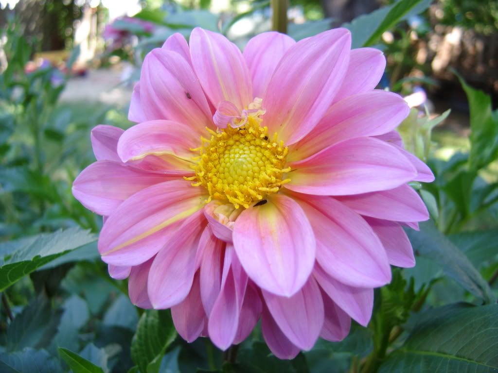 Photo Sharing and Video Hosting at Photobucket