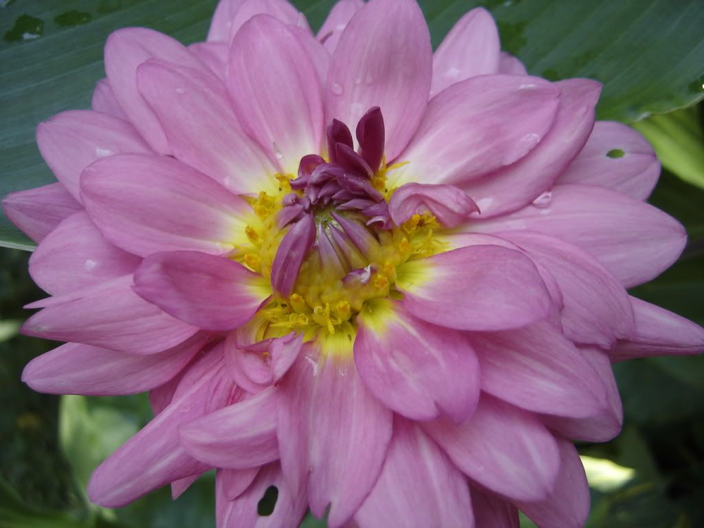 Photo Sharing and Video Hosting at Photobucket