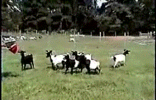 Animated Falling Goats Myspace Graphic thumbnail