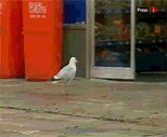 th_SeagullThief-1.gif