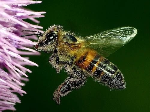 Abeja Volando