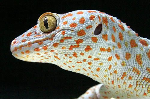 Gekko Gecko