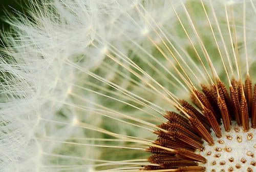 Dandelion Close-Up