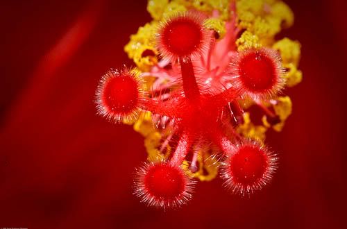 Pistilos Hibiscus