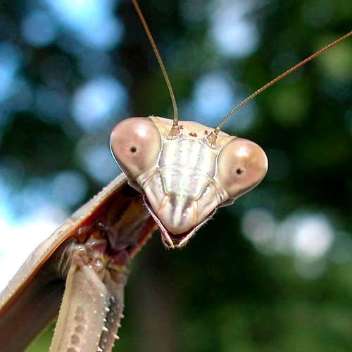 Mantis Looking