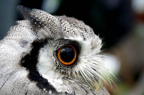 Scops Owl
