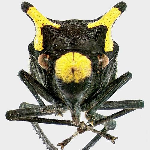 Sharpshooter Leafhopper