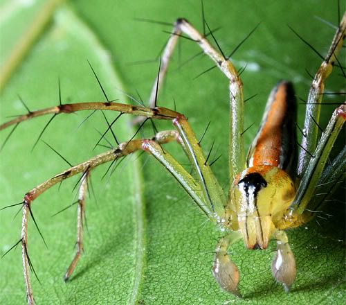 Spider On Pongamia Leaf