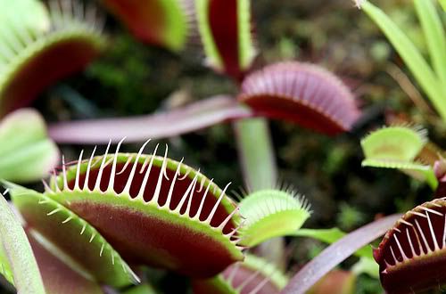 Macro Photography At The Conservatory