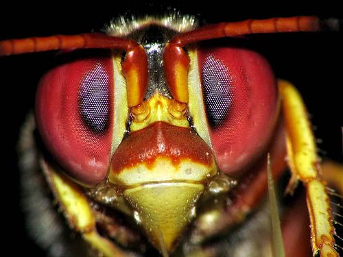 Ahora Controlo Tu Mente