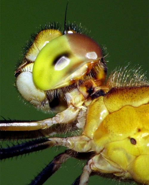 Retrato de Libélula