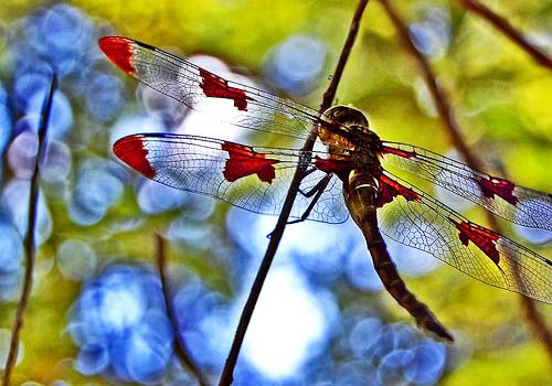 Stained Glass Dragonfly