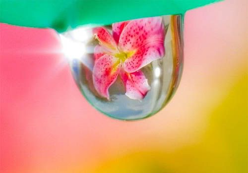 Flower In A Water Drop