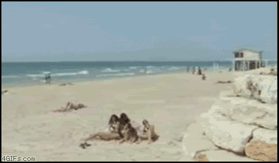 beachflipfail.gif
