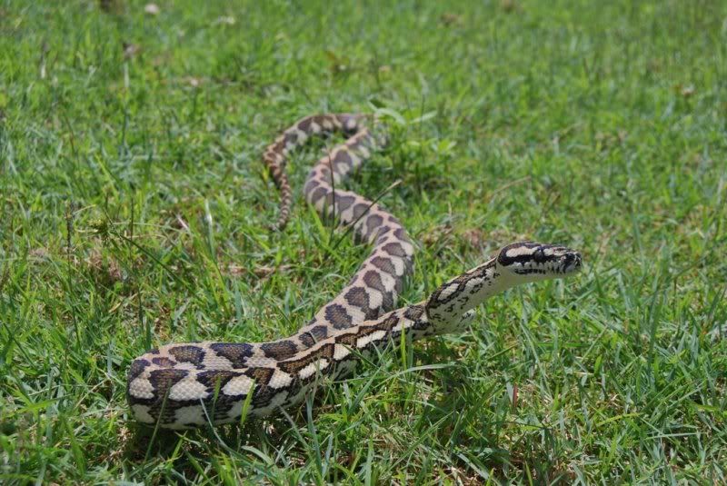 mareeba carpet python