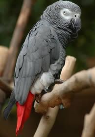 African20Grey20Parrot.jpg