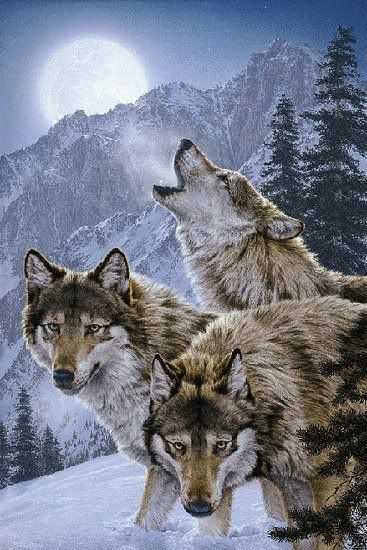 wolves photo: Wolves wolves.jpg