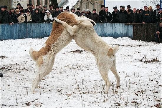 fight_dogs_14.jpg