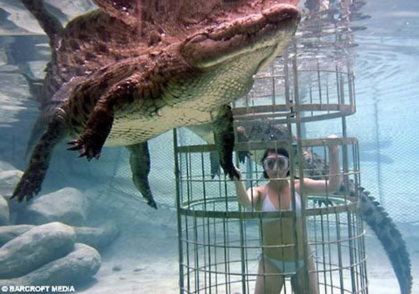 kroko_02iuii.jpg