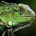 12502_8676_reptiles_69030.jpg