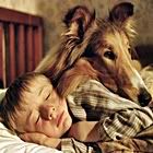 lassie-7.jpg