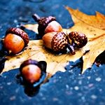 fall_zps4a1e946f.jpg